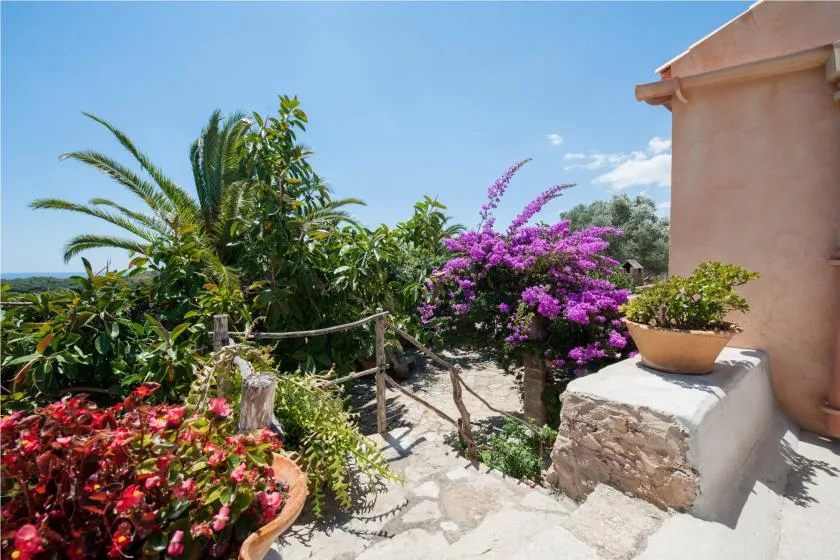 A sunny garden terrace with flowering plants and a stone path.