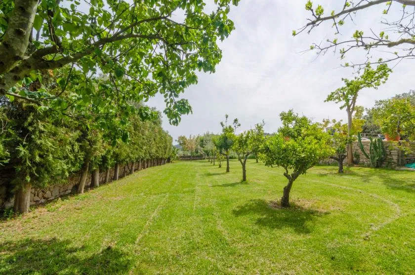 A grassy garden with several trees and leafy branches overhead.
