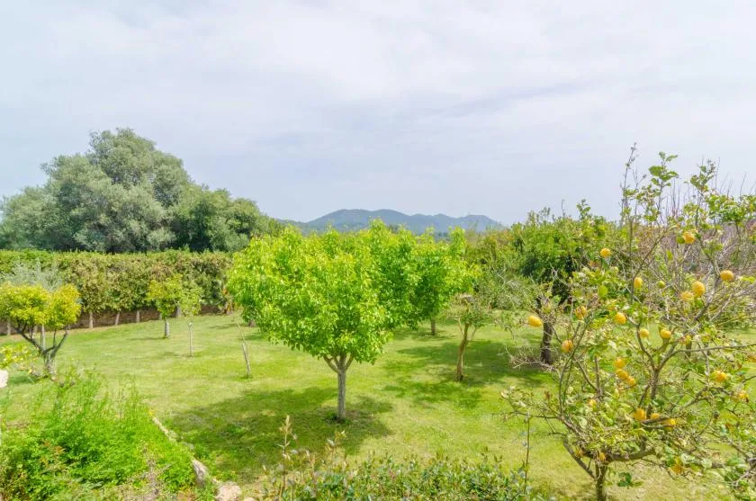 A green orchard with fruit trees, grass, and distant hills under a cloudy sky.