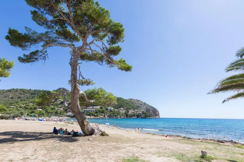 A sunny beach with a large pine tree beside the blue sea.