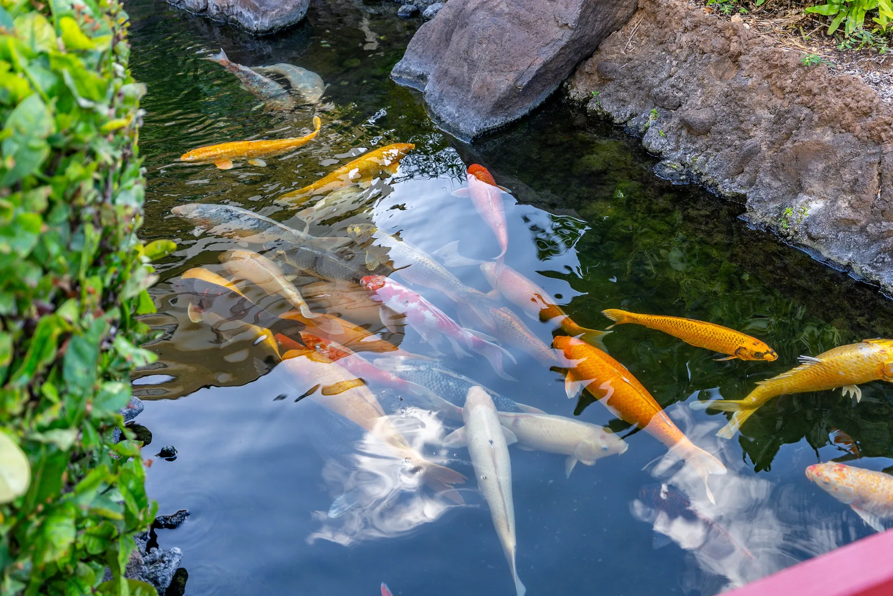 Carpas koi de colores nadan en un estanque rodeado de rocas y vegetación.