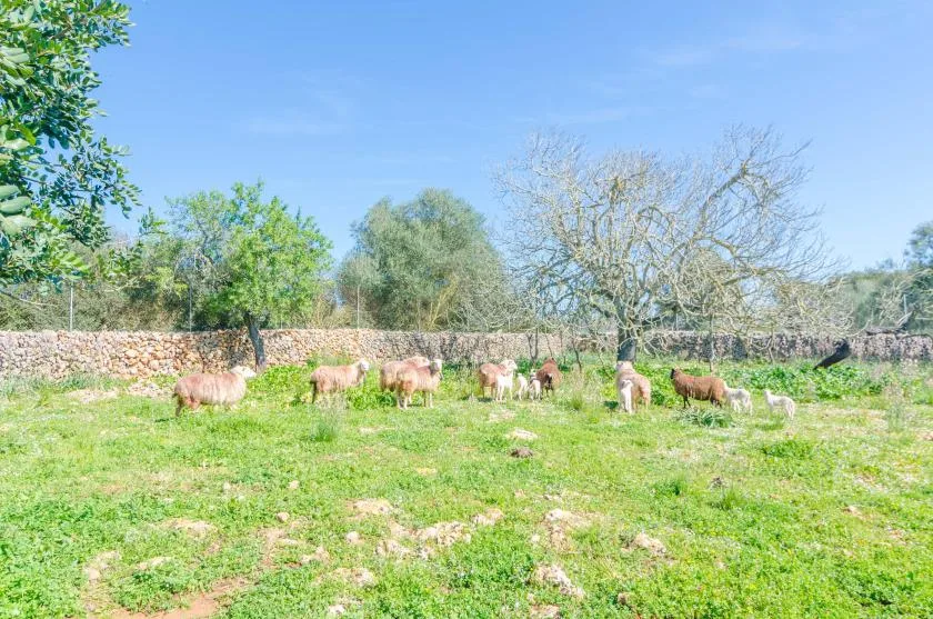 A grassy outdoor pasture with sheep grazing near a stone wall.