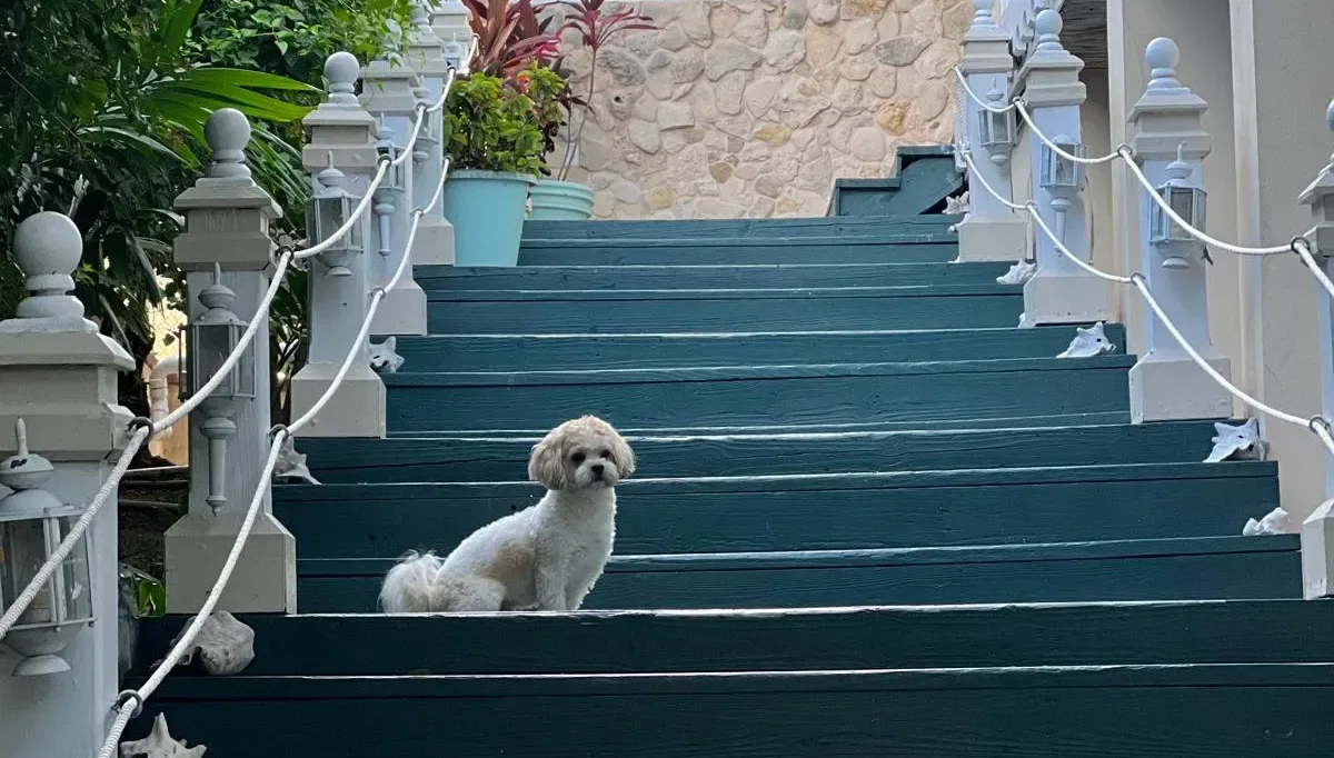 Escalera con barandilla blanca
