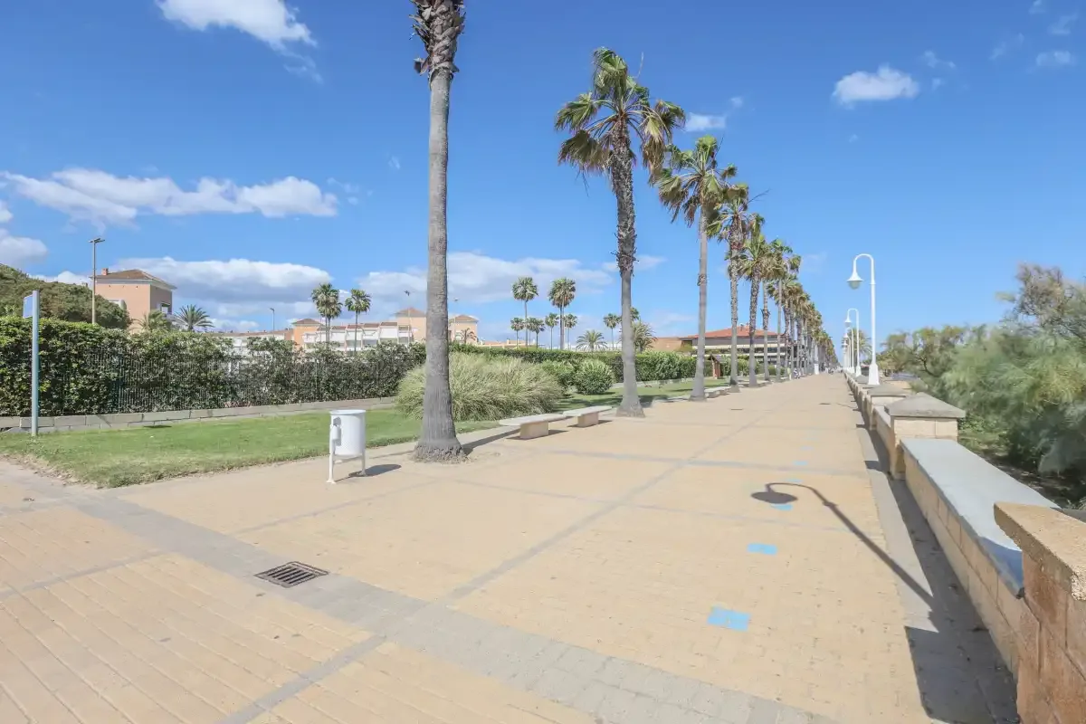 A paved seaside promenade runs past a row of palm trees under a clear blue sky.