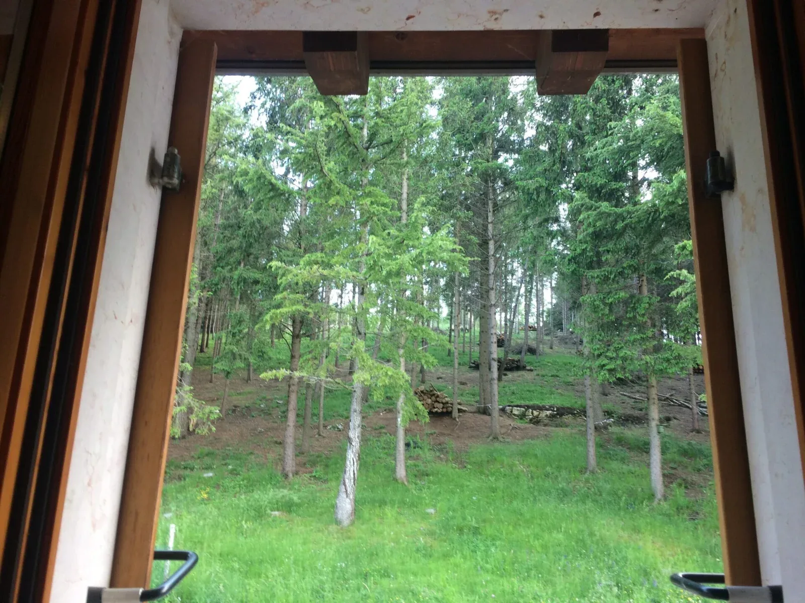 Woods viewed from an Hotel Edelweiss room