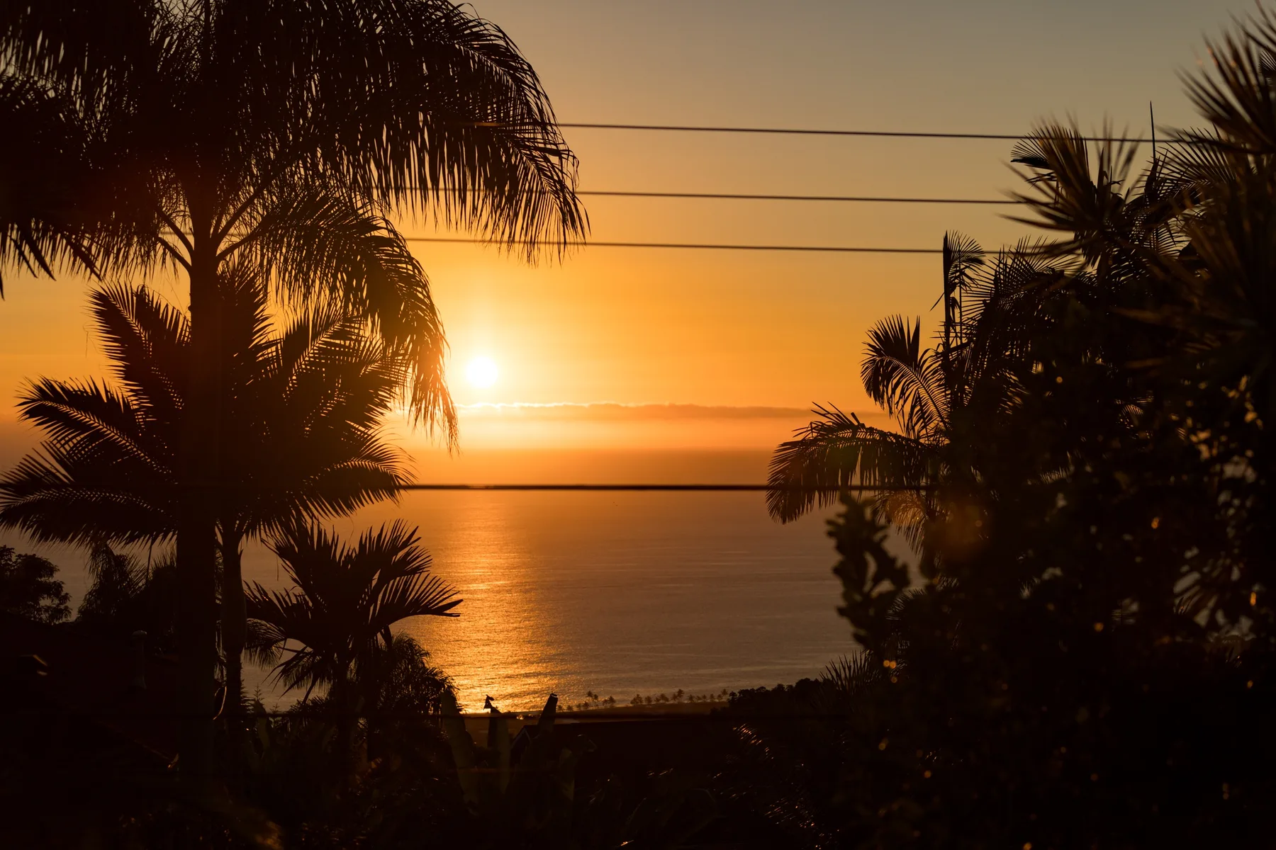 Palm trees frame a sunset over the ocean.