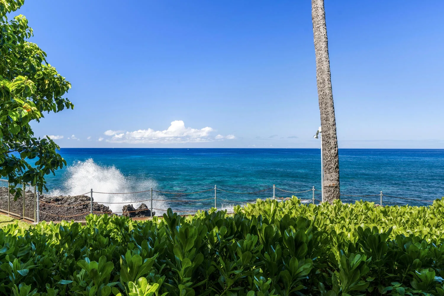 A tropical ocean shoreline is visible beyond leafy plants and a palm tree.
