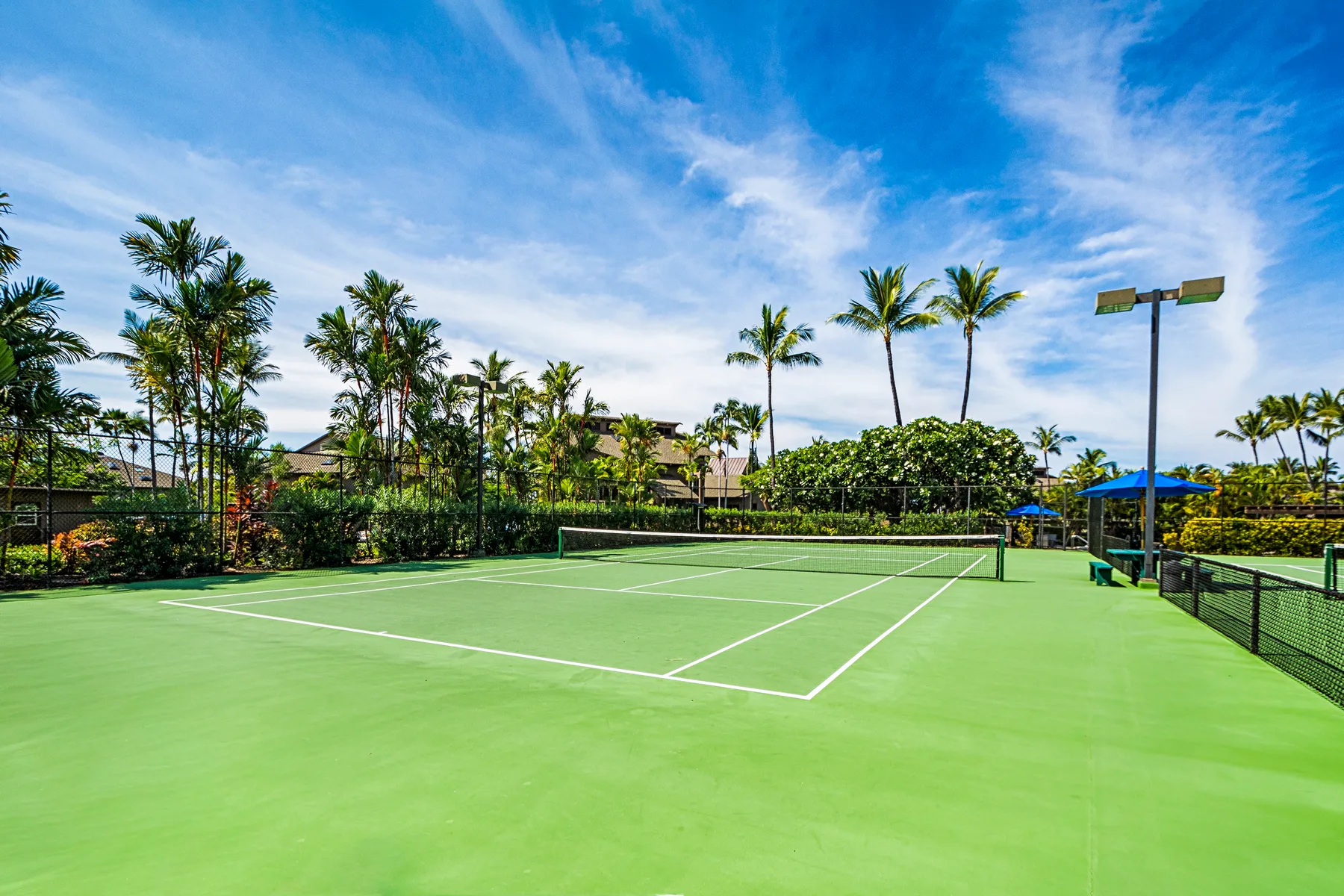 A green tennis court sits among palm trees beneath a bright blue sky.
