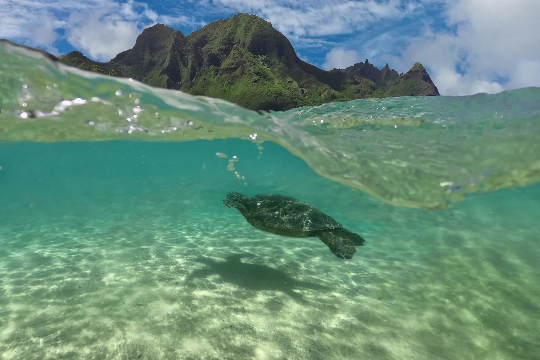 A sea turtle swims in clear water beneath a green mountainous island.