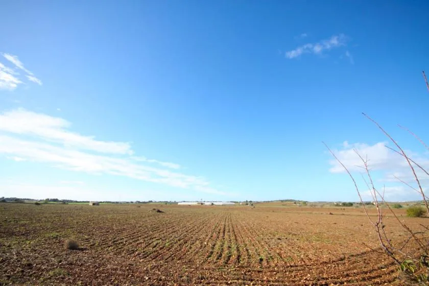 Un amplio campo agrícola con hileras de tierra bajo un cielo azul despejado.