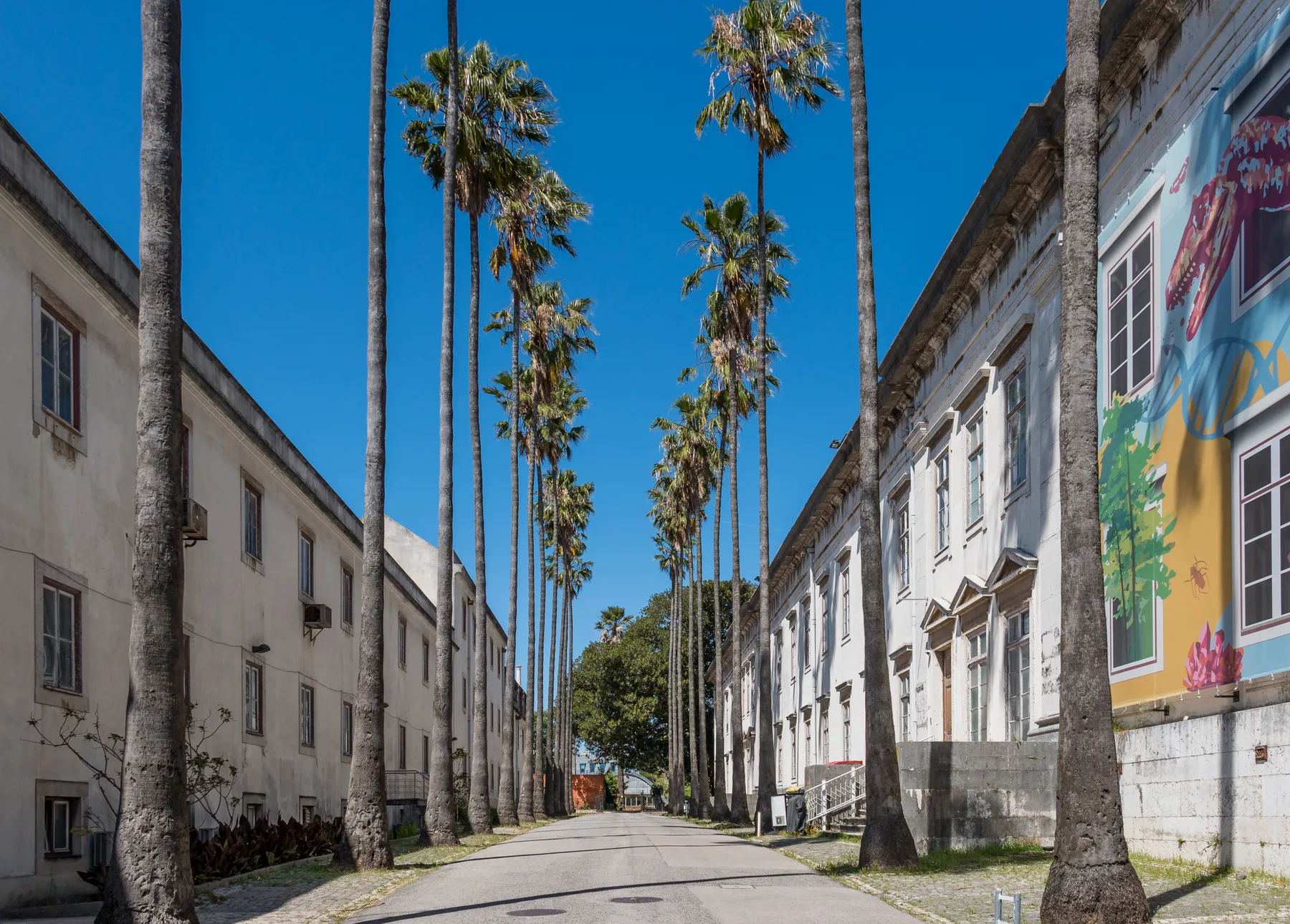 A paved courtyard runs between buildings lined with tall palm trees.