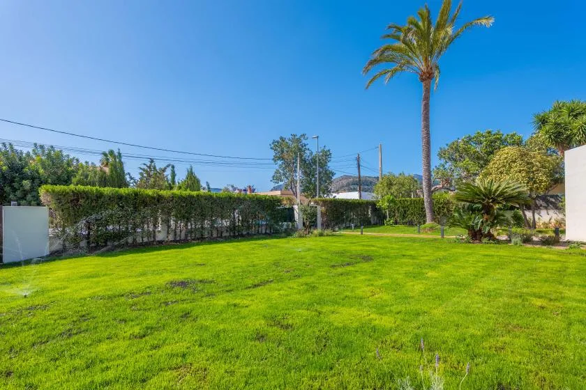 Un jardín soleado con césped verde, setos y una palmera alta.