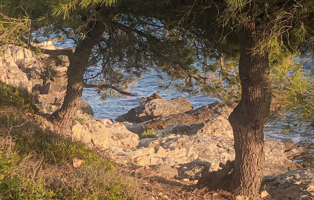 A rocky shoreline beneath trees borders calm water.