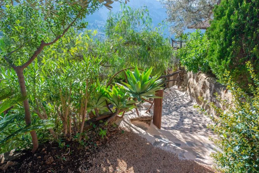 A garden path winds between lush plants and trees.