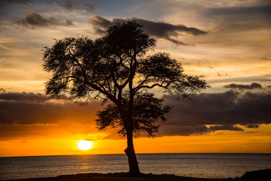 Un árbol en silueta se recorta ante un atardecer intenso sobre el agua.