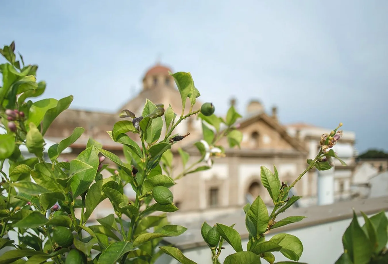 Ramas verdes frondosas ocupan el primer plano, con un edificio de aspecto histórico al fondo.