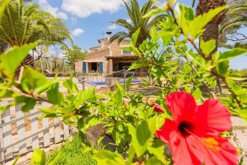 A landscaped outdoor area with palm trees and a red hibiscus in the foreground.