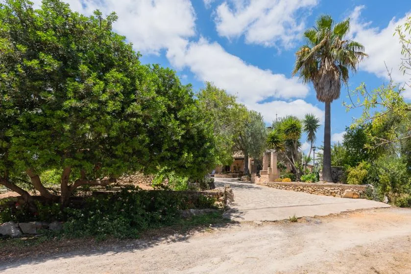 A paved garden path winds among leafy trees and palm trees.