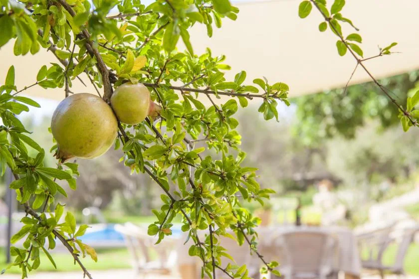 Green fruit hangs from leafy branches above an outdoor seating area.