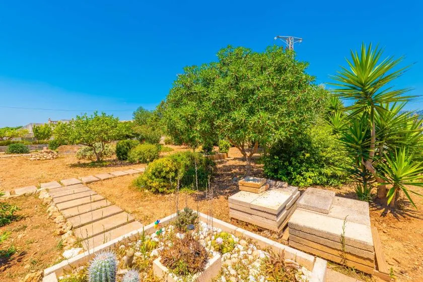A sunny garden with trees, planting beds, and a stone walkway.