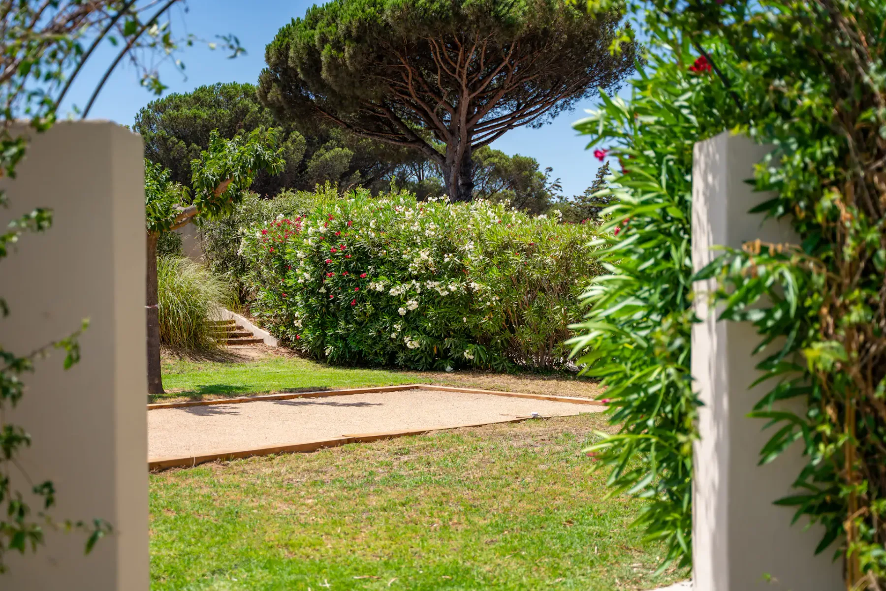 Un sendero de jardín pasa entre arbustos verdes bajo un árbol de copa amplia.
