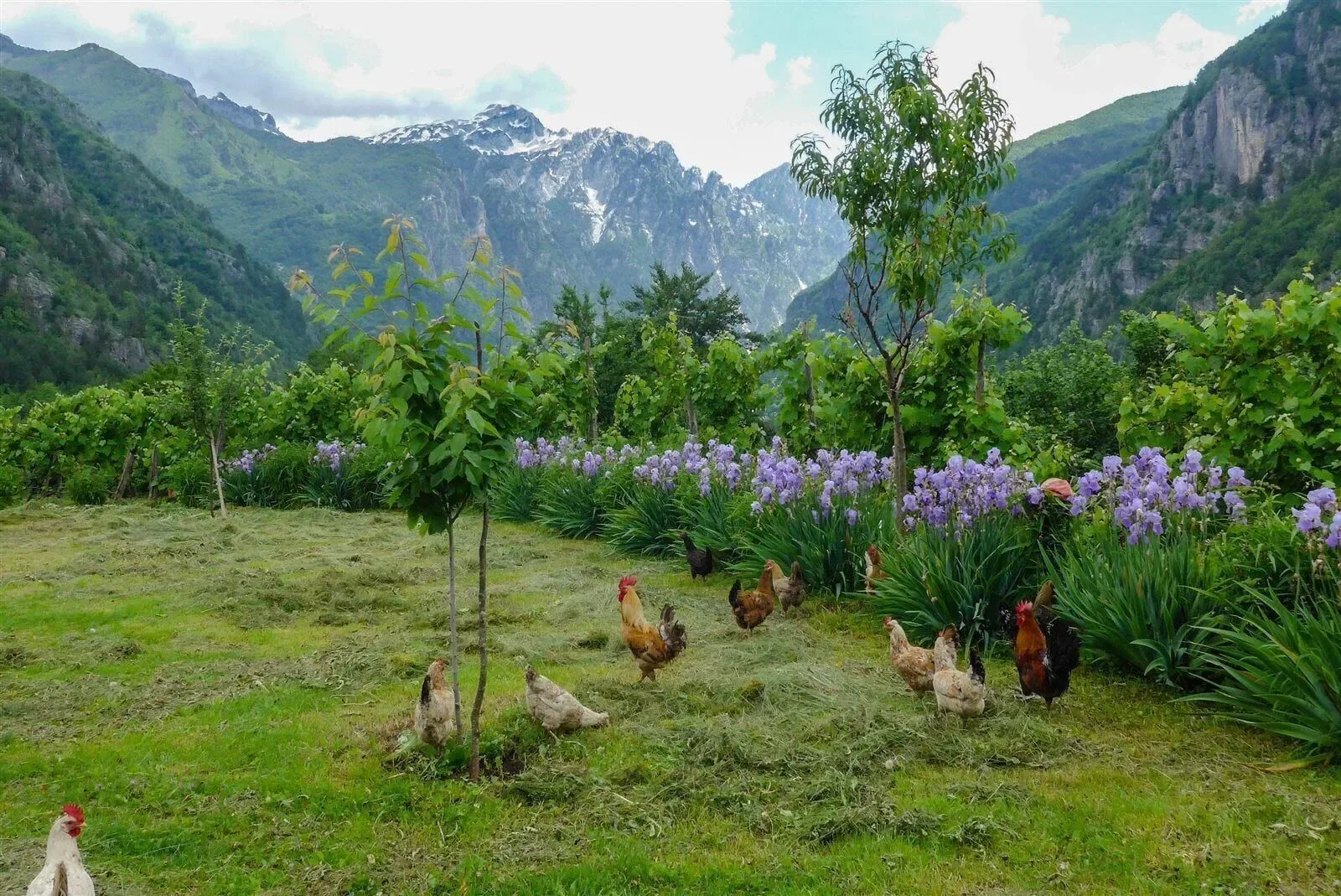 El jardín de la casa de huéspedes con vistas a los Alpes albaneses.