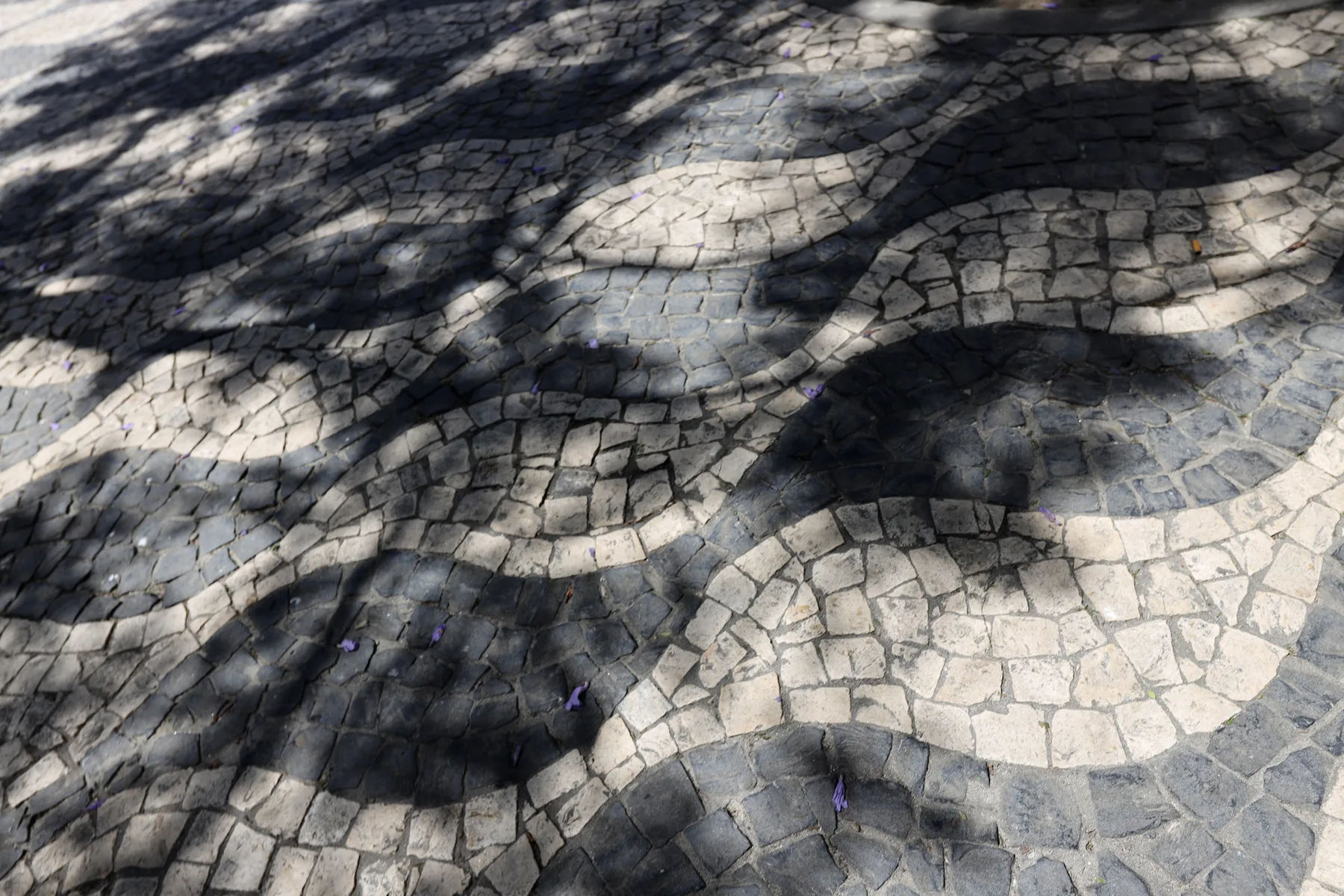 A cobblestone pavement is dappled with tree shadows.