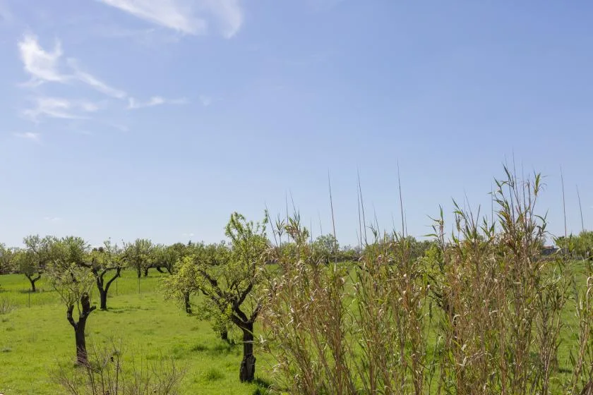 A green orchard with scattered trees and tall grasses beneath a blue sky.