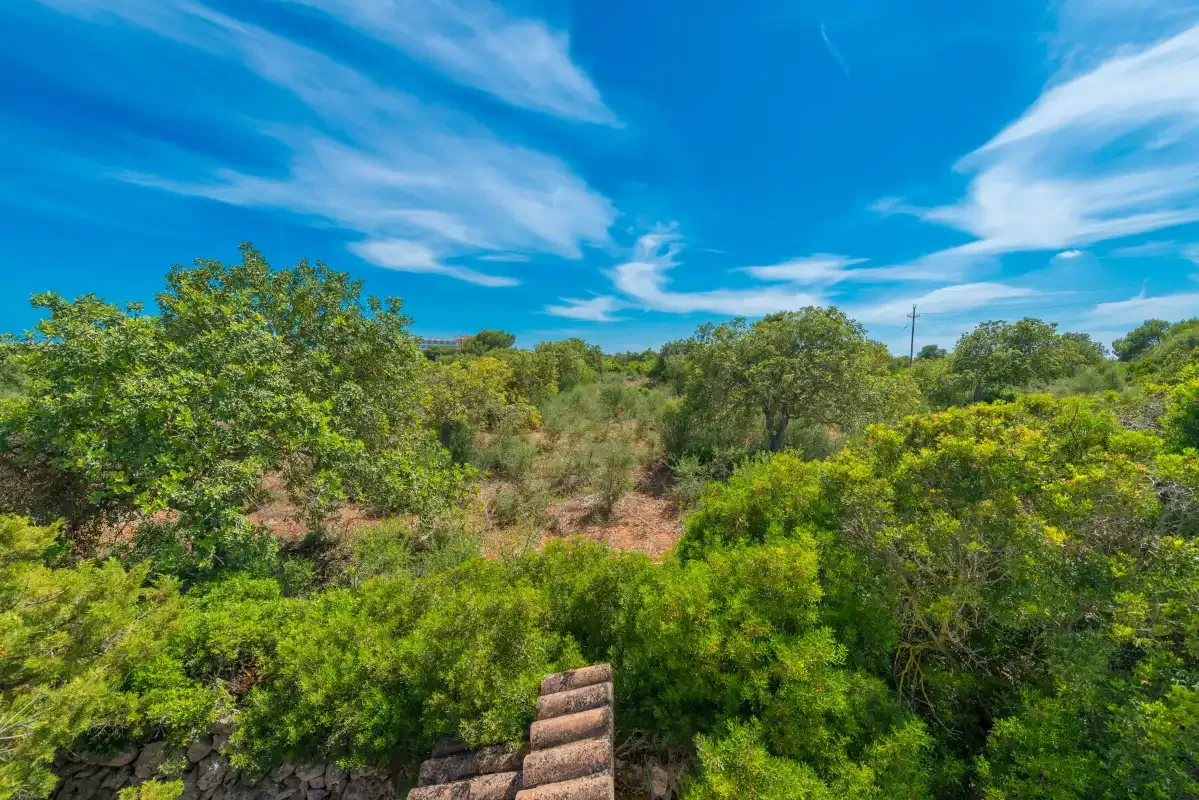 Un paisaje rural con abundante vegetación verde bajo un cielo azul con nubes.