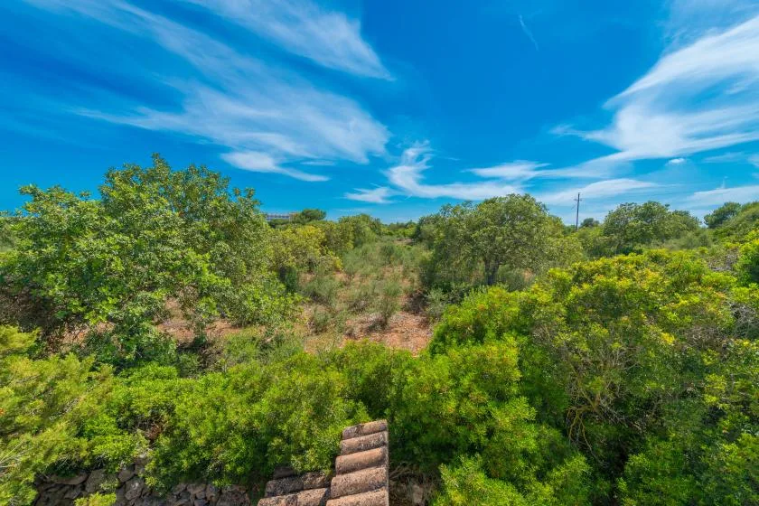 Un paisaje verde cubierto de arbustos bajo un cielo azul brillante.