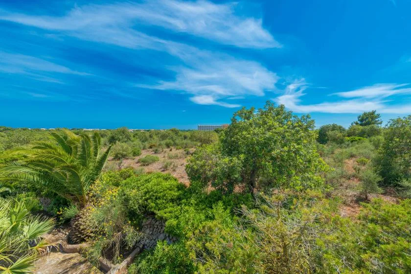 Un paisaje de vegetación densa con palmeras bajo un cielo azul brillante.
