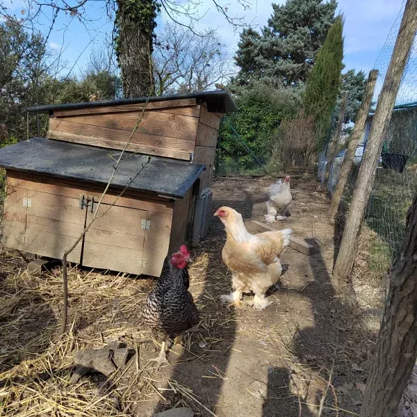 Las gallinas