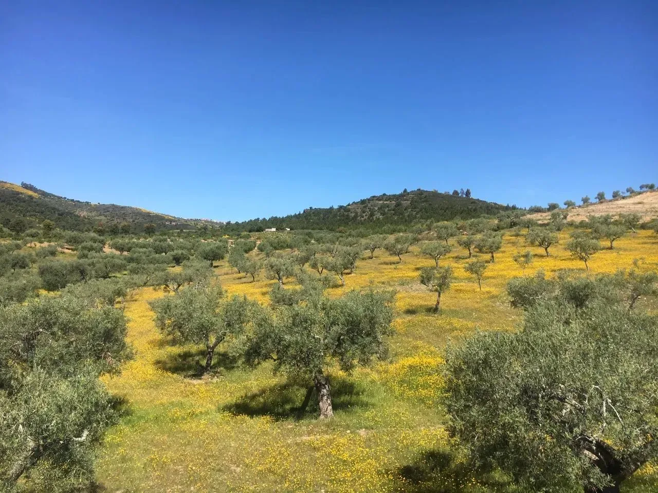 Quinta dos Avidagos