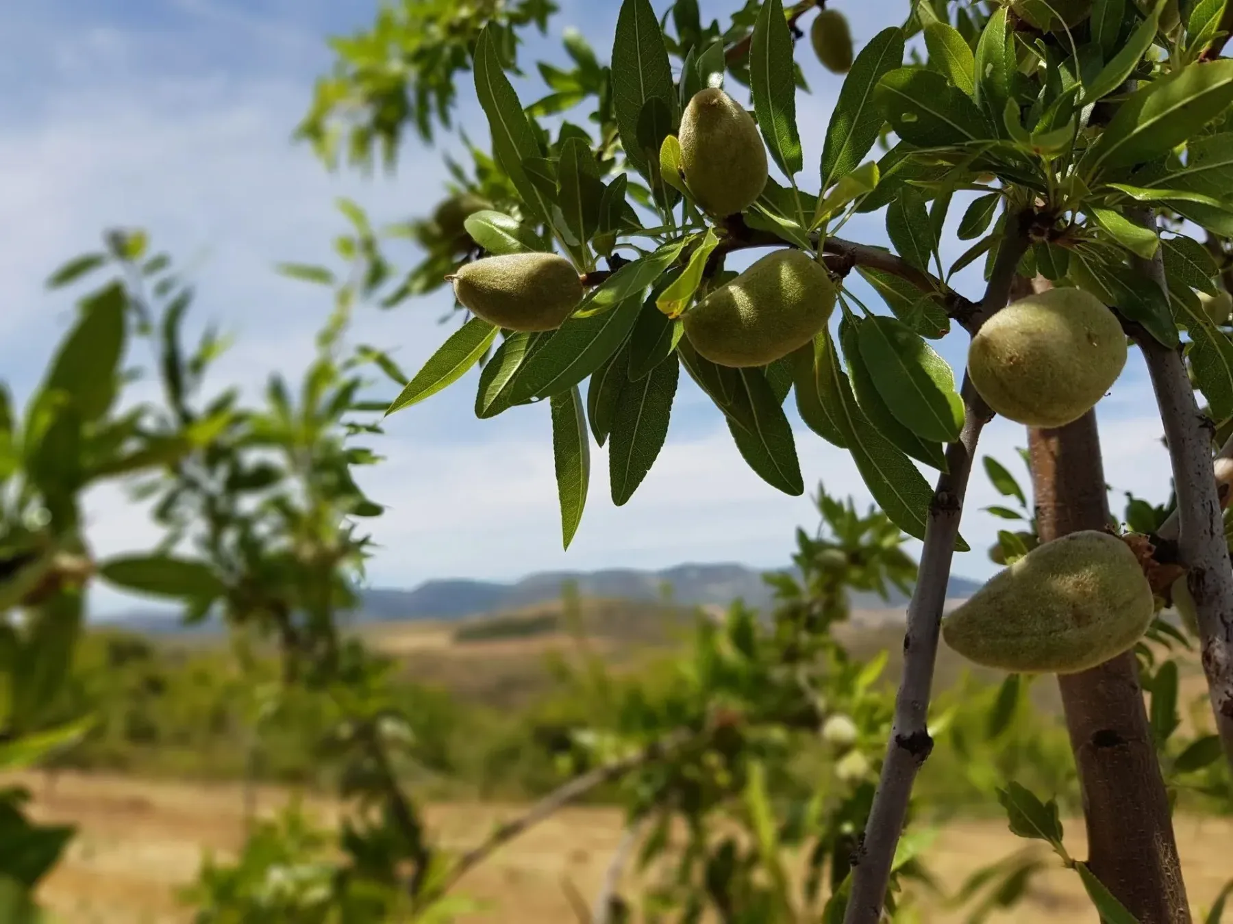 Quinta dos Avidagos