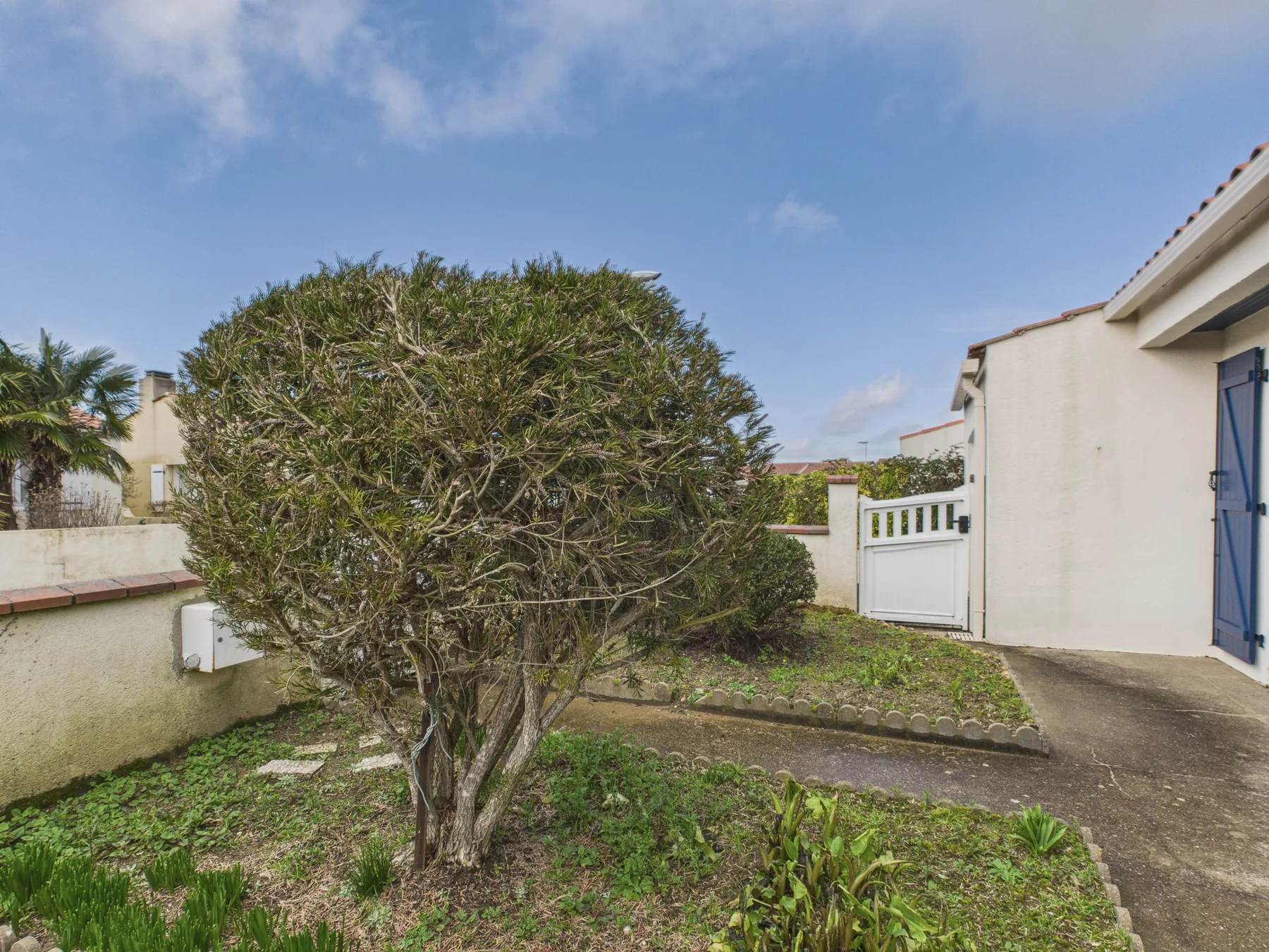 Outdoor garden beside a house, with a leafy tree and a paved path.
