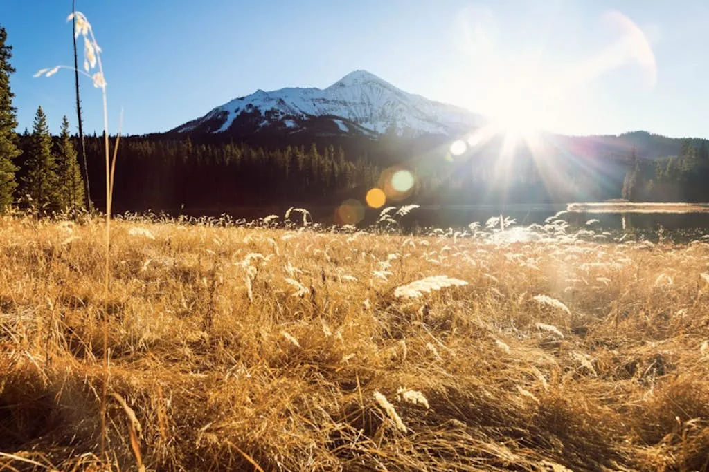 A sunlit meadow with golden grasses overlooks a forest and snow-capped mountain.