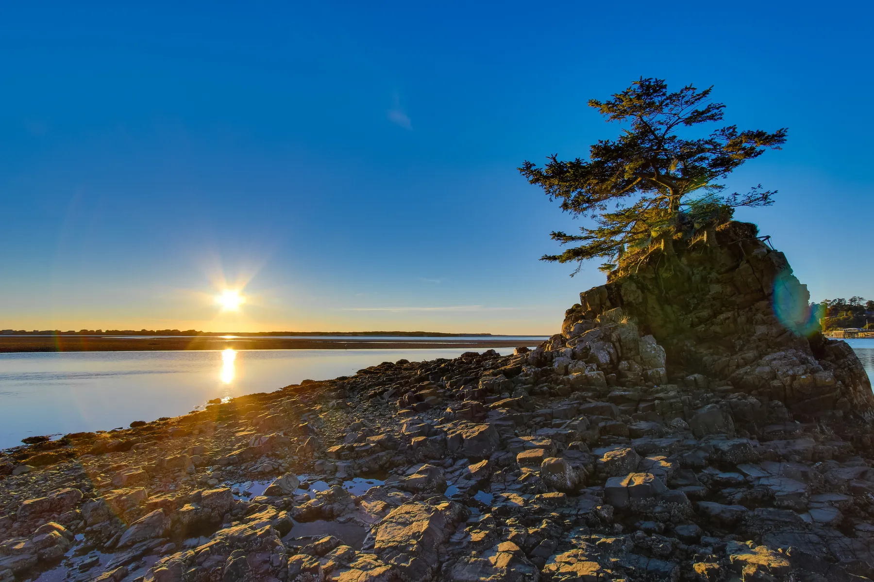 A rocky shoreline at sunset, with a tree growing on a rocky outcrop.
