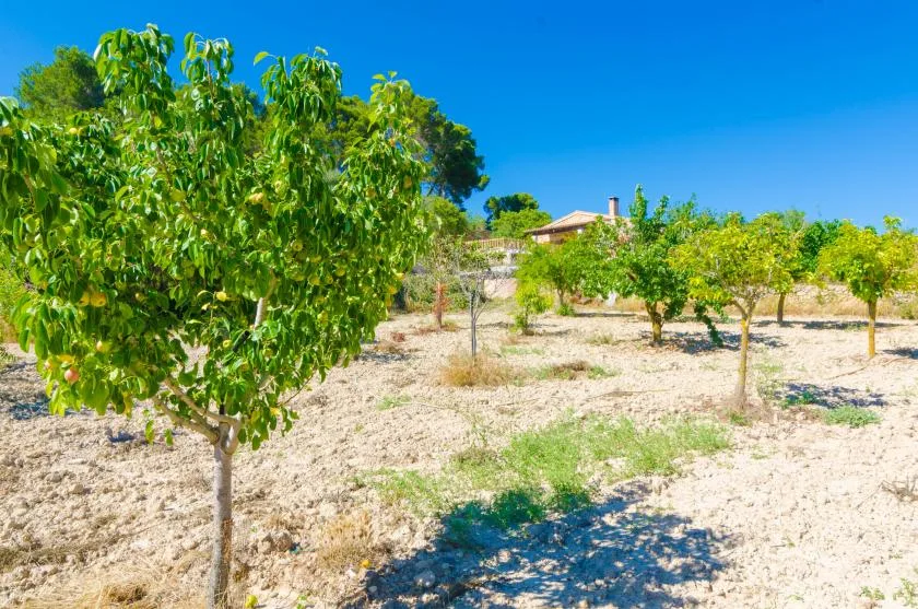 Un huerto al aire libre con árboles frondosos sobre terreno seco y soleado.