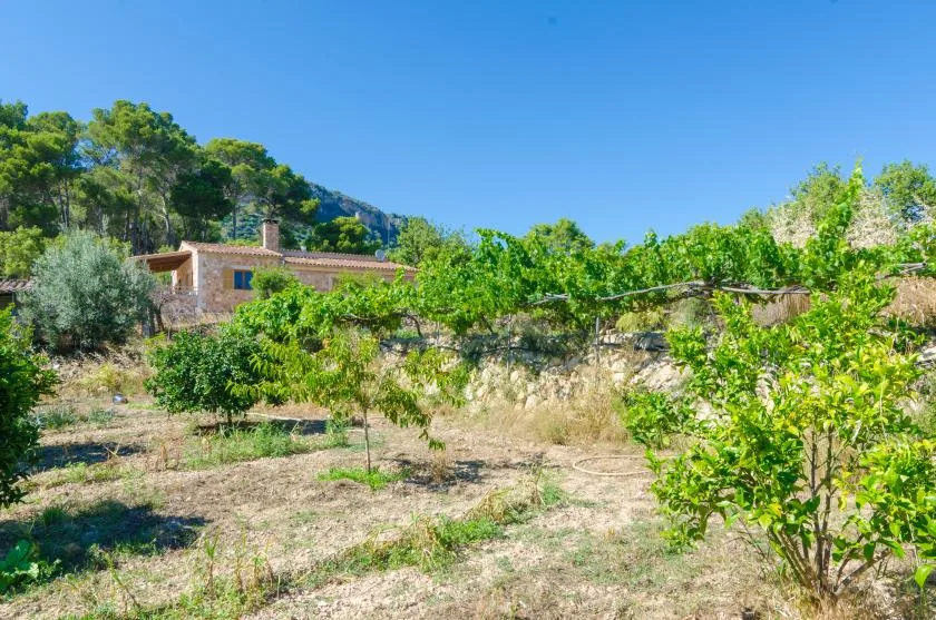 Una casa rural se encuentra entre árboles frondosos y arbustos en un paisaje soleado.