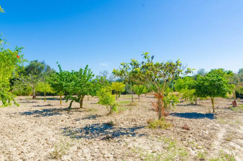 Un huerto soleado con árboles pequeños y suelo seco y arenoso.