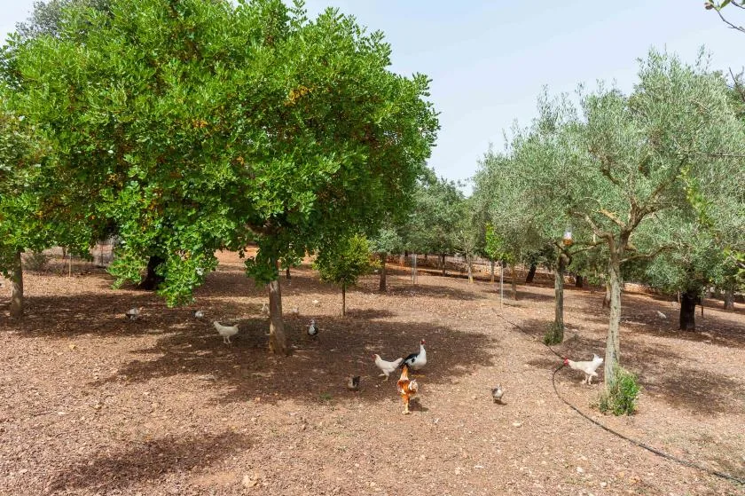 A dirt orchard with leafy trees and several chickens roaming beneath them.