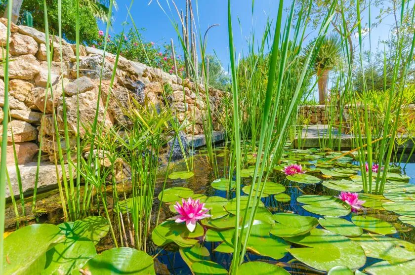 A garden pond with lily pads and pink water lilies among tall reeds.