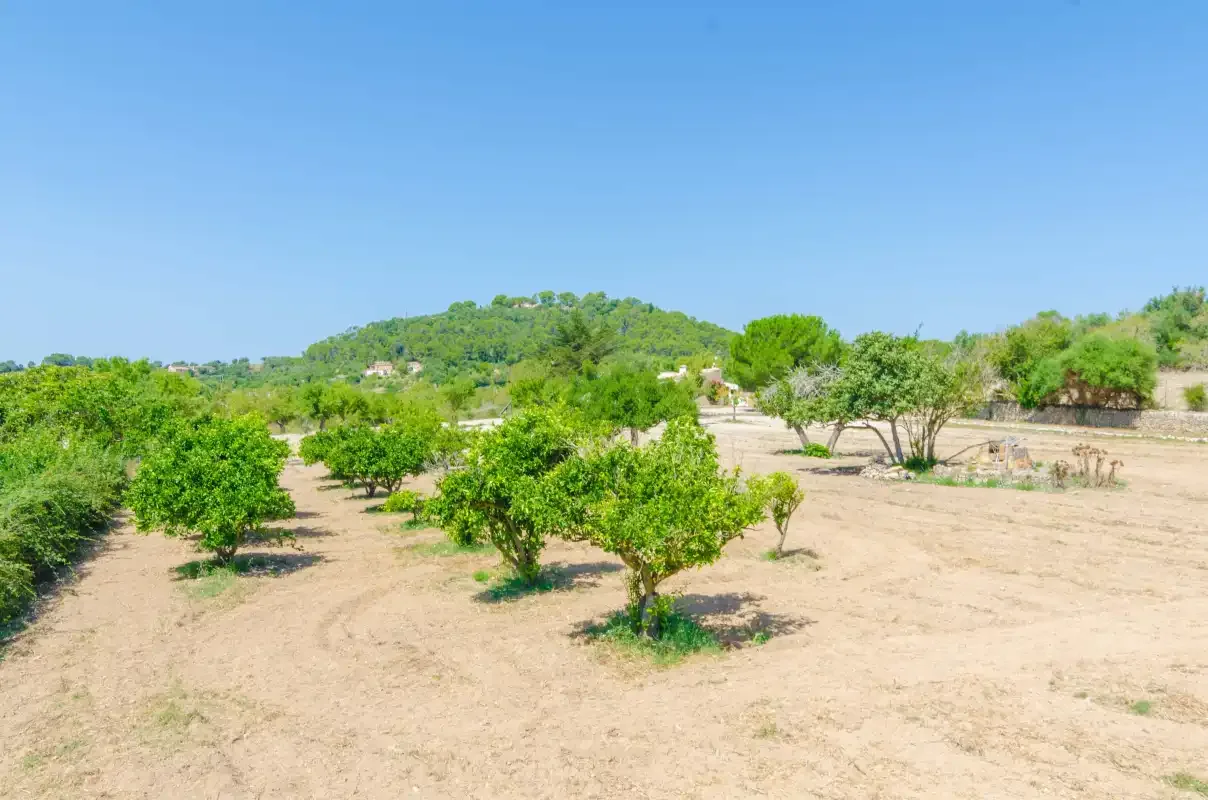 An orchard with rows of small trees across a sunny, dry field.