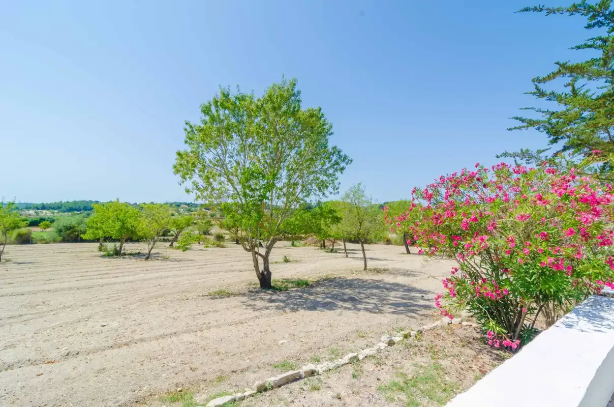 A sunny landscaped garden with trees and bright pink flowering shrubs.