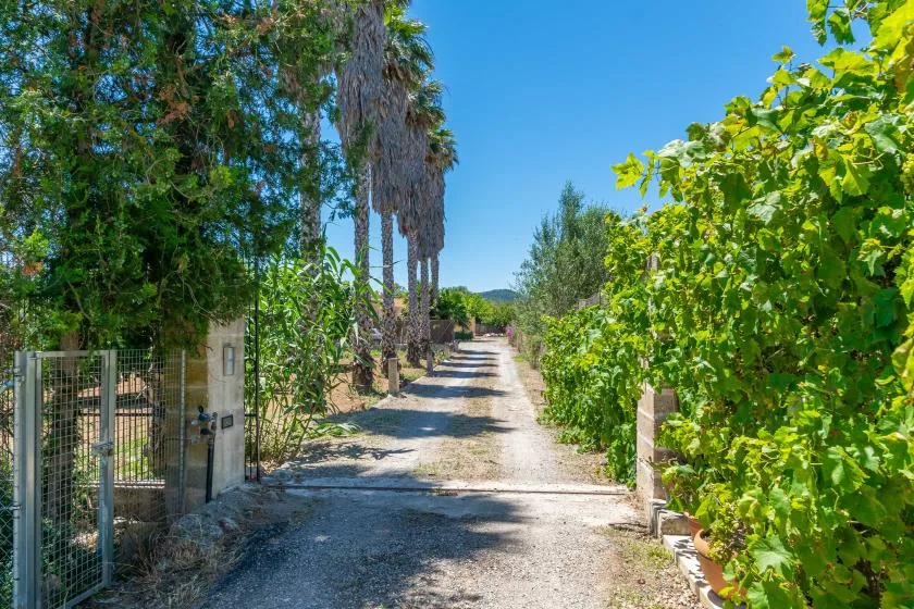 A gravel driveway runs between leafy trees and dense green vines.