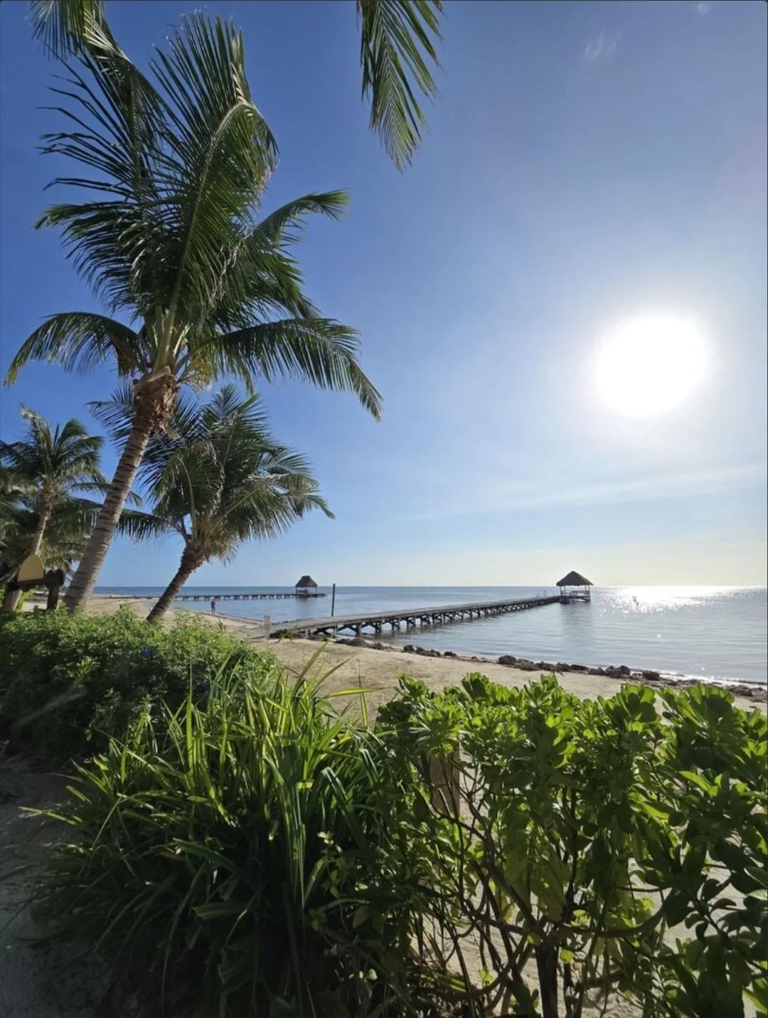 Una costa tropical soleada con palmeras y un muelle que se adentra en aguas tranquilas.