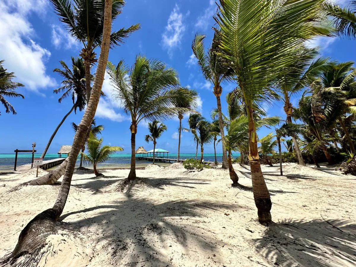 A sandy tropical beach with palm trees and turquoise water beneath a blue sky.