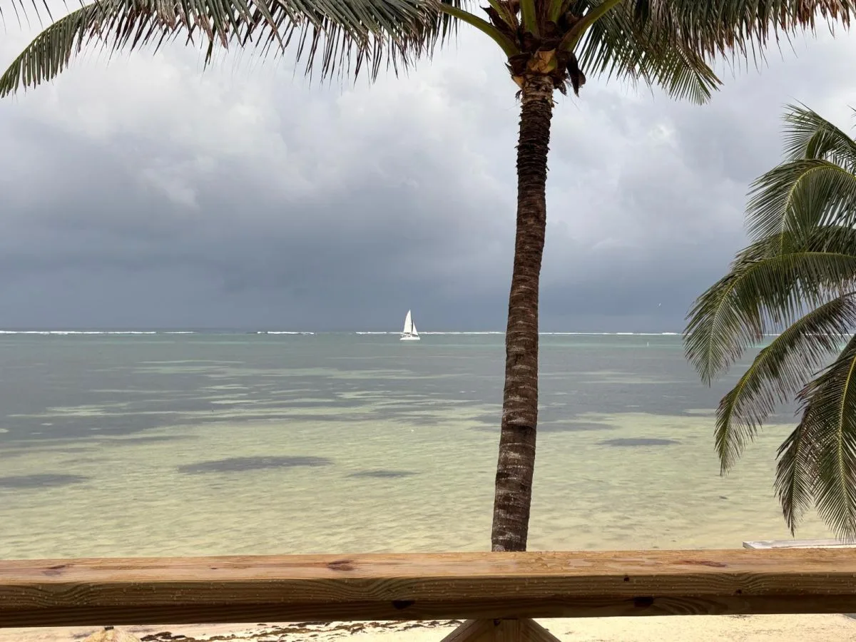 A palm-framed ocean view with a sailboat on the water.